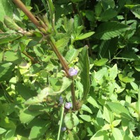 Hygrophila ringens (L.) R.Br. ex Spreng.